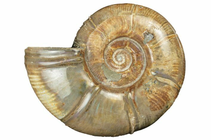 Polished Ammonite (Eotetragonites) Fossil - Iridescent Shell #252756
